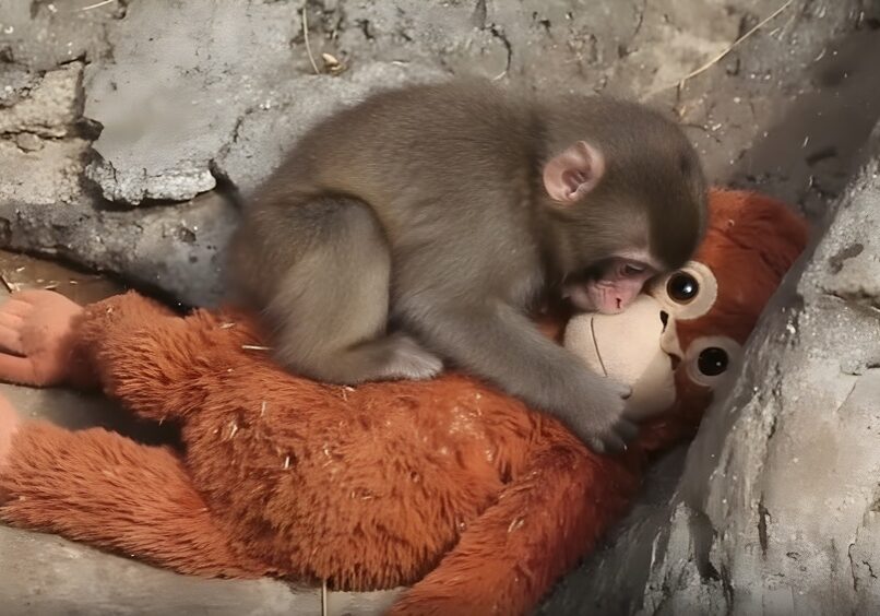 Punch The Monkey cuddling with his new friend Ora-mama
